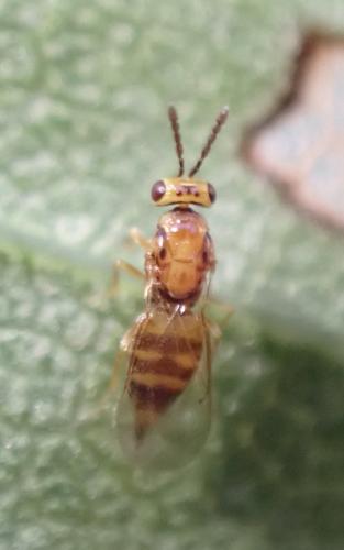 Tetrastichinae